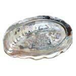 Abalone Shell 3-4"